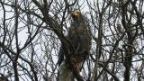 Steller's Sea Eagle after eating