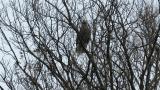 Steller's Sea Eagle after eating, defecation