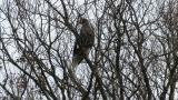Steller's Sea Eagle after eating