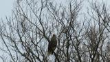 Steller's Sea Eagle after eating