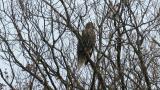 Steller's Sea Eagle after eating, fluffed up