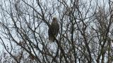 Steller's Sea Eagle after eating