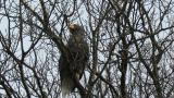 Steller's Sea Eagle after eating