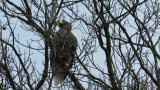 Steller's Sea Eagle after eating