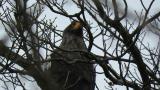 Steller's Sea Eagle, close up