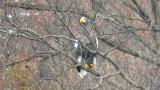 Steller's Sea Eagle after eating, but still perched