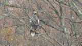 Steller's Sea Eagle after eating, but still perched