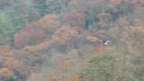 Steller's Sea Eagle, short flight after eating