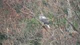 Steller's Sea Eagle, took flight after eating