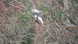 Steller's Sea Eagle, posture before flight
