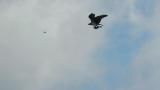 Western Osprey carrying fish