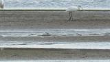 Eurasian Spoonbill, walking and defecation