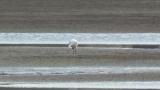 Eurasian Spoonbill, preening