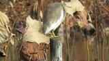 Chinese Pond Heron