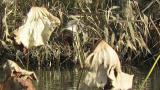 Chinese Pond Heron, foraging