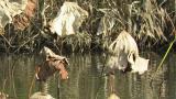 Chinese Pond Heron, foraging