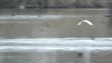 Chinese Pond Heron, flight