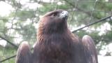 Golden Eagle in Ishikawa Zoo, wing flapping