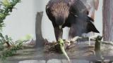 Golden Eagle in Ishikawa Zoo eating meat