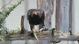 Golden Eagle in Ishikawa Zoo eating meat