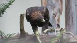Golden Eagle in Ishikawa Zoo eating meat