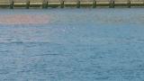 Sanderlings, synchronized flight