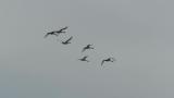 Tundra Swans in flight