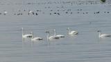 Tundra Swans
