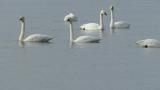 Tundra Swans