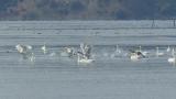 Tundra Swans took flight