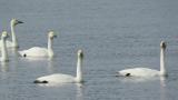 Tundra Swans