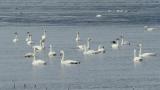 Tundra Swans
