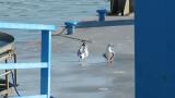 Black-headed Gulls.  What does this pose mean?