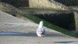 Walking Black-headed Gull