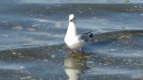 Black-headed Gull