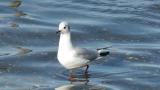 Black-headed Gull, walking