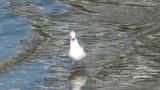 Black-headed Gull, walking