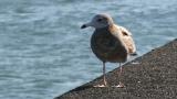 Juvenile Black-tailed Gull