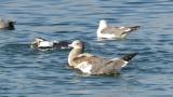 Bathing gulls