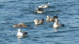 Bathing Black-tailed Gulls