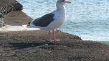 Slaty-backed Gull