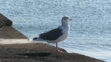 Slaty-backed Gull