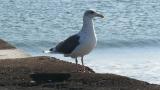 Slaty-backed Gull took flight