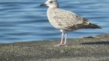 Juvenile Vega Gull