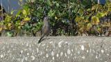 Blue Rock Thrush