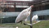 Crested Ibises, preening