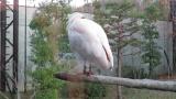 Crested Ibis, scratching