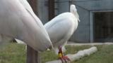 Crested Ibis, preening