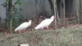 Crested Ibises, walking and foraging