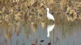 Eurasian Spoonbill, foraging